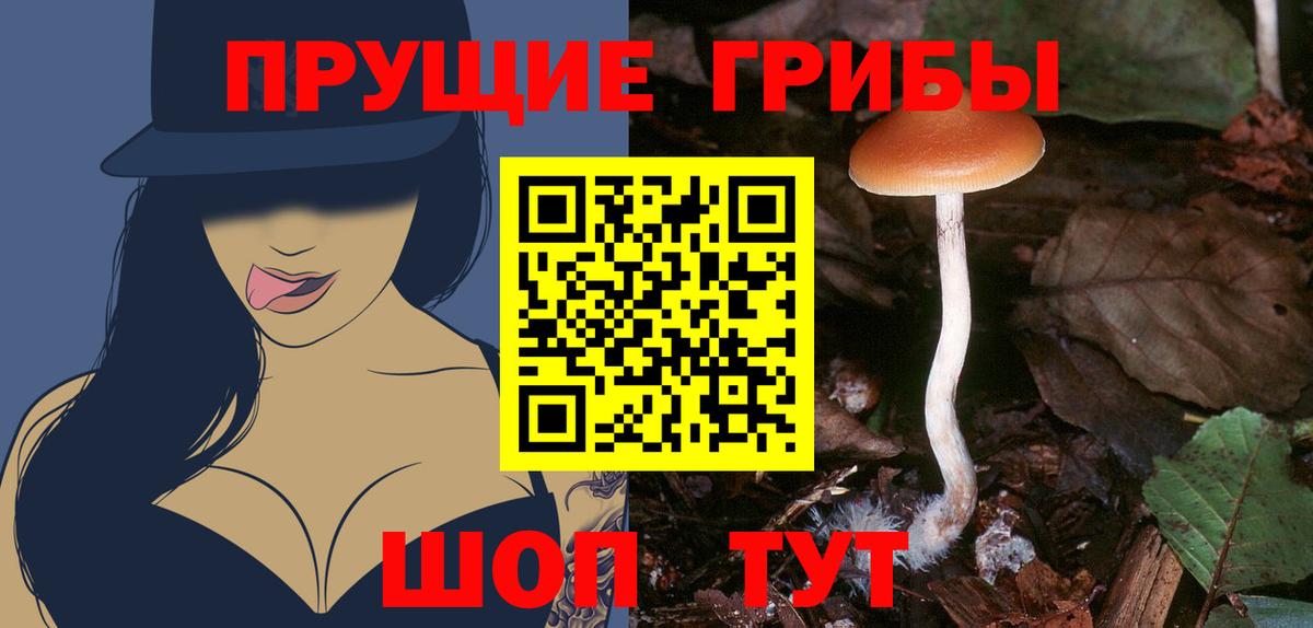 Галлюциногенные грибы Cubensis Видное